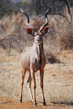 Erkek Kudu Kruger National Park