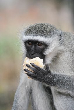 Vervet maymun, cercopithecus aethiops