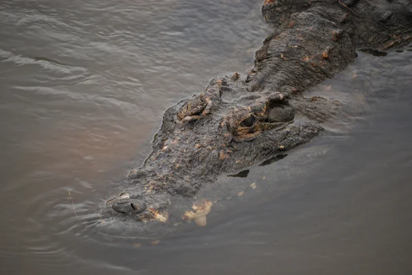 African Crocodile — Stock Photo, Image