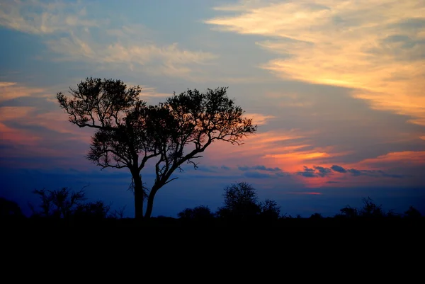 Südafrikanischer Sonnenuntergang, kruger Nationalpark — Stockfoto