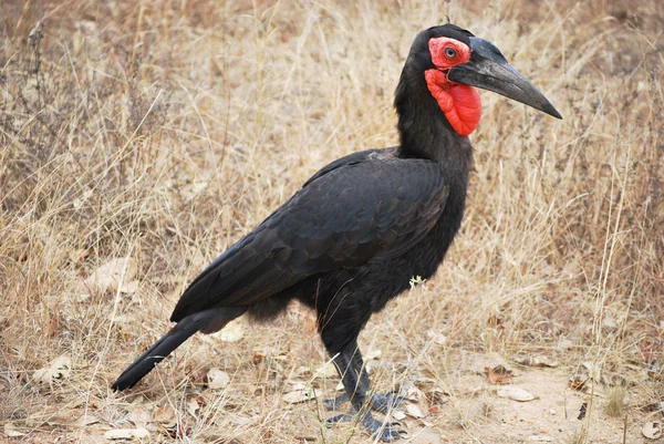 stock image Bucorvus cafer