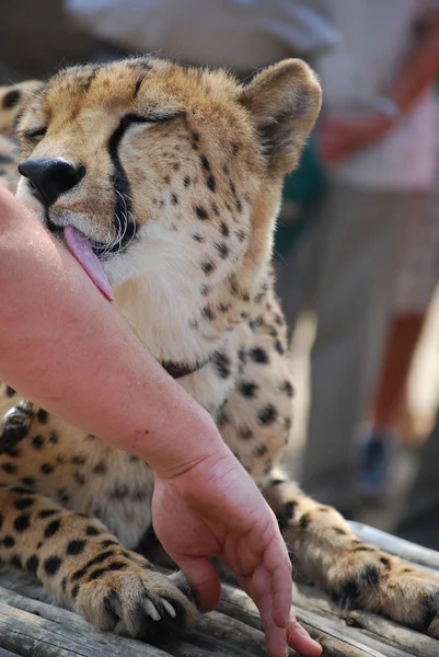 stock image Cheetah