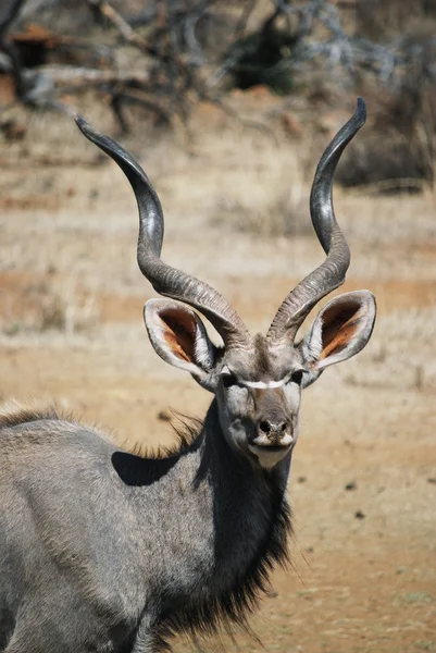 非洲羚鹿角 — 图库照片
