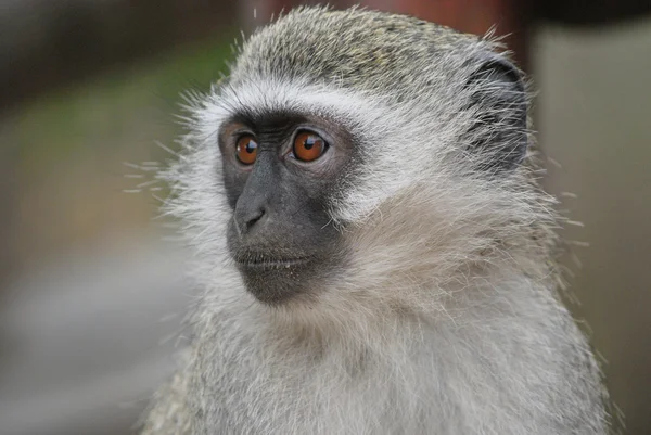 Faccia Vervet Monkey Cercopithecus Aethiops — Foto Stock