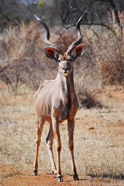 stock image Male Kudu in Kruger National Park