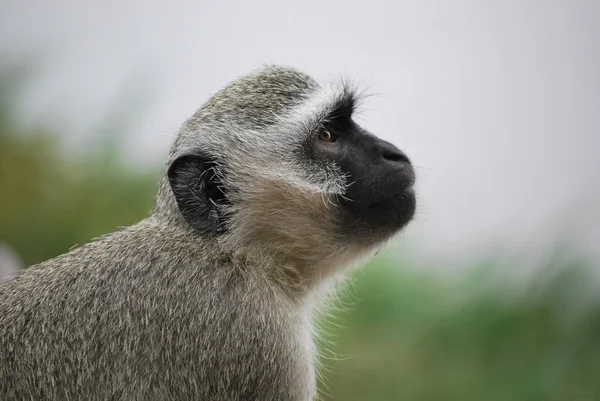 Vervet Monkey, Repubblica del Sudafrica — Foto Stock
