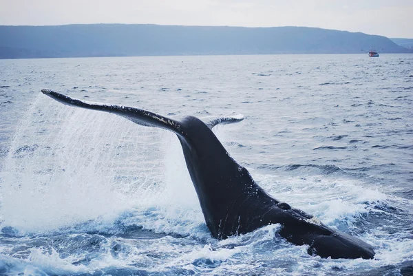 Φάλαινα — Φωτογραφία Αρχείου