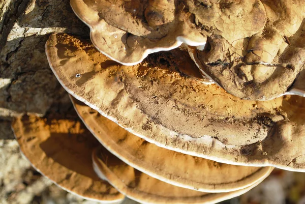 stock image Nature Polyporus