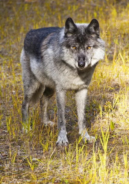Wild Wolf — Stockfoto