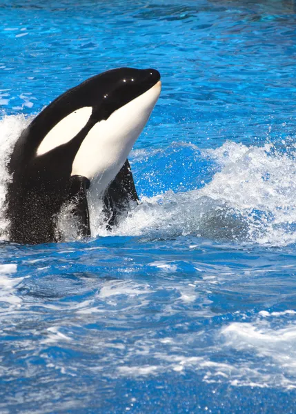 Orca walvis — Stockfoto