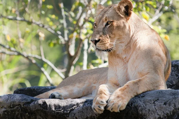 stock image Lion