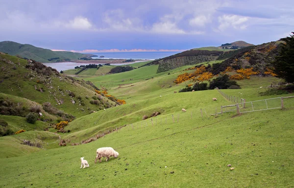 Dunedin Peninsular — Fotografia de Stock