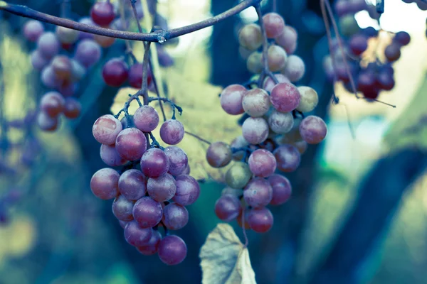 Manojo de uva — Foto de Stock