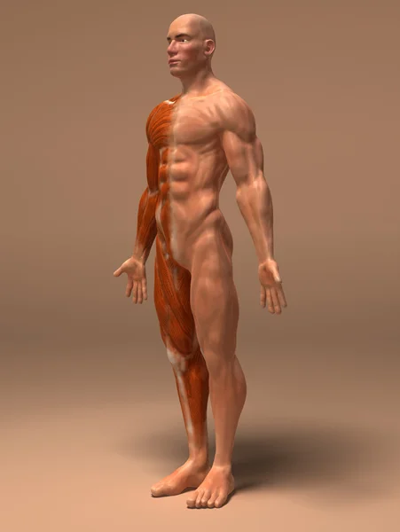 Muscle 3d ilustração — Fotografia de Stock