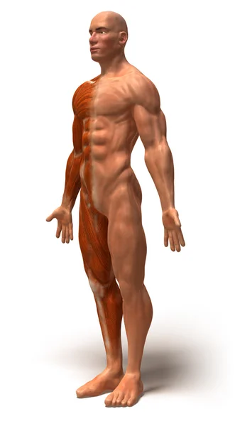 Illustrazione muscolare 3d — Foto Stock