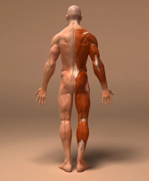 근육 3d 그림 — 스톡 사진