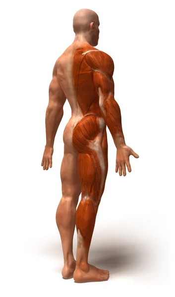 Muskel 3d illustration — Stockfoto