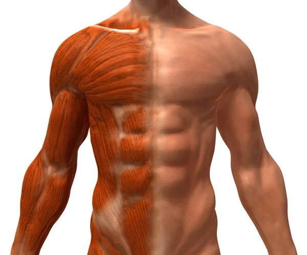 Ilustración muscular 3d —  Fotos de Stock
