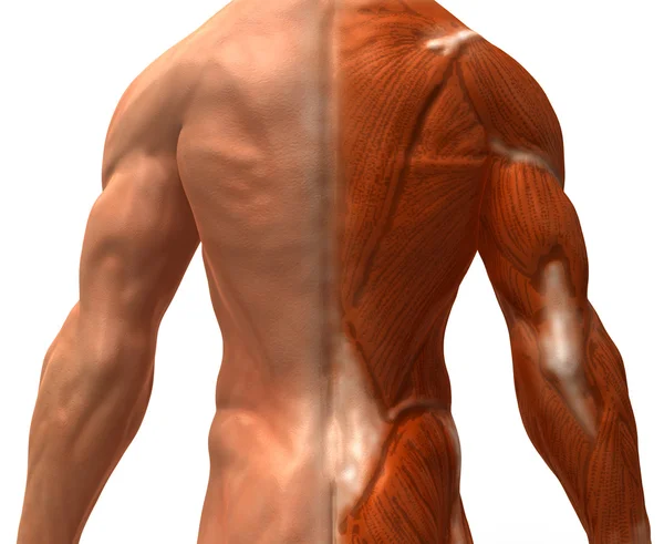 Ilustración muscular 3d —  Fotos de Stock