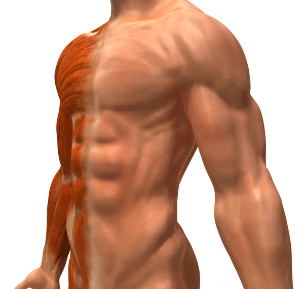 Illustrazione muscolare 3d — Foto Stock