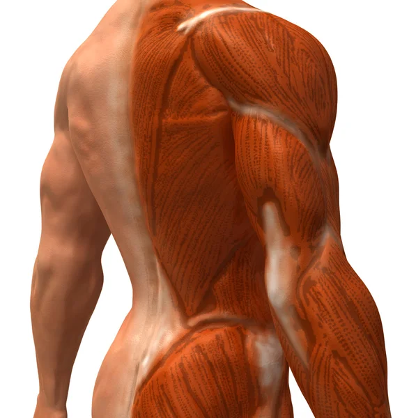 肌肉 3d 图 — 图库照片