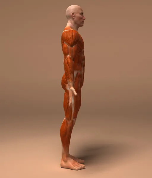 Ilustración muscular 3d — Foto de Stock