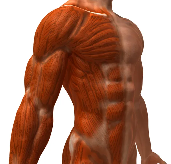 Ilustración muscular 3d Imagen de archivo