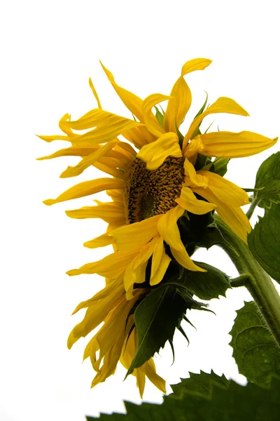 stock image Sunflower