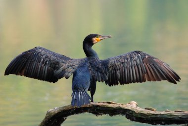 Common cormorant clipart