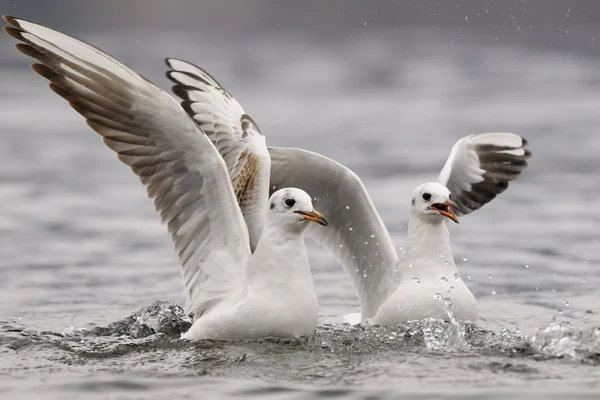 Common gulls — Stock Photo, Image