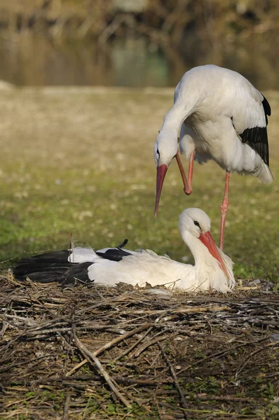 Two storks — Stock Photo, Image