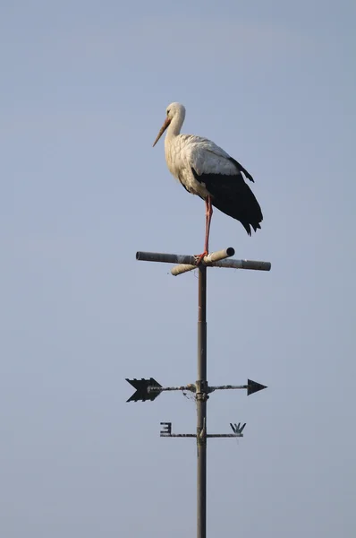 Stork , ciconia ciconia — Stock Photo, Image