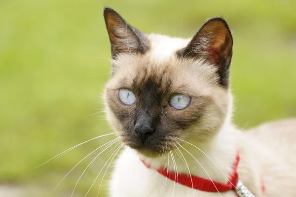 Σιαμέζα γάτα Royalty Free Εικόνες Αρχείου