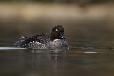 A side view of a Common Goldeneye in water clipart