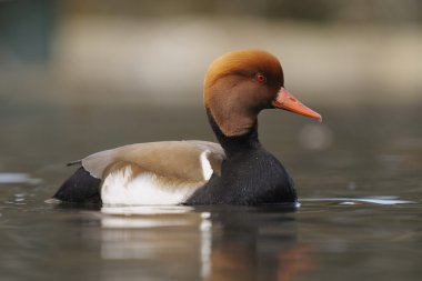 Side view of a Red-crested Pochard in water clipart