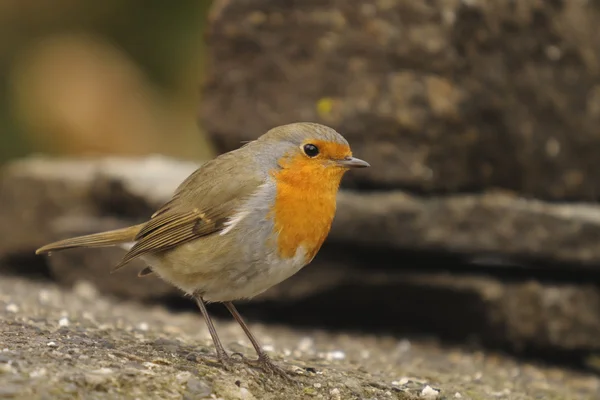 stock image Robin, Erithacus rubecola