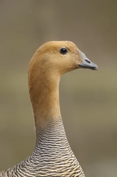 Upland Goose or Magellan Goose — Stock Photo, Image