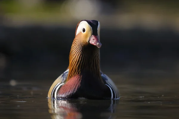 Mandarina duck — Stockfoto