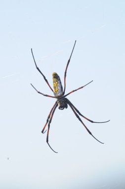 Afrika örümceği