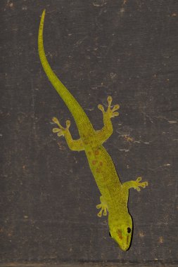 A green gecko on a black wall clipart