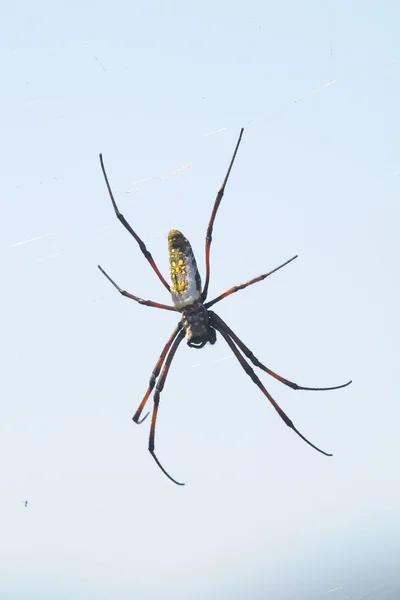 stock image African spider