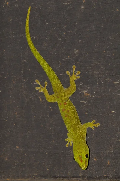 stock image A green gecko on a black wall