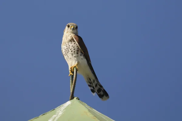 Madagaskar kerkenez - falco newtoni