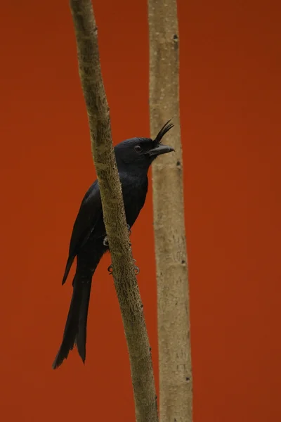 Crested Drongo Branch Whit Red Background — Stock Photo, Image