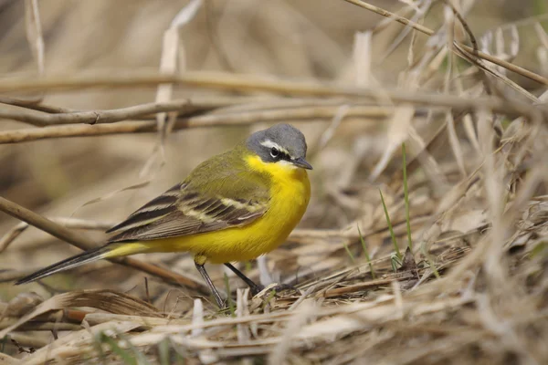 Blue Headed Wagtail Dry Grass — Stock Photo, Image