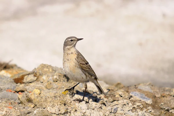 Water Pipit, Anthus spinoletta — Stock Photo, Image