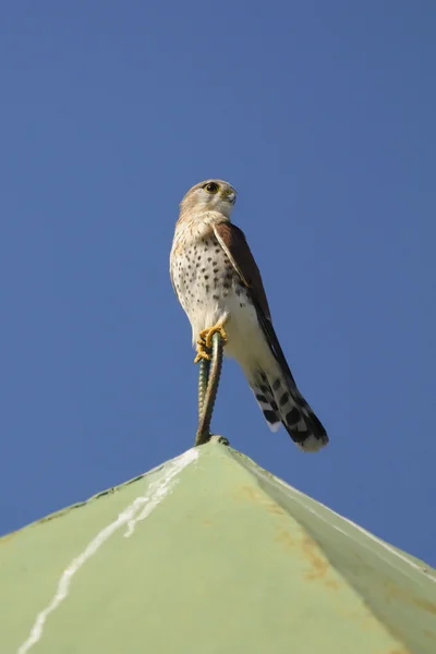 Madagaskar kerkenez - falco newtoni