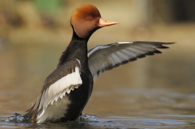 Red-crested Pochard - Netta rufina clipart