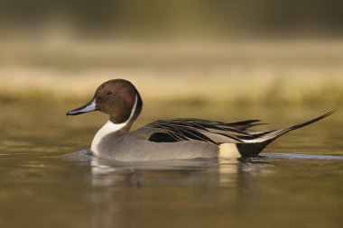 Northern Pintail, Anas acuta clipart