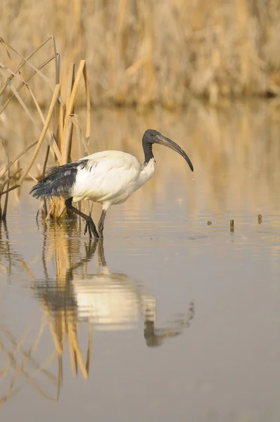 Sacred ibis, Threskiornis aethiopicus Latham — Stock Photo, Image